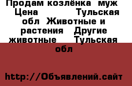 Продам козлёнка (муж) › Цена ­ 1 000 - Тульская обл. Животные и растения » Другие животные   . Тульская обл.